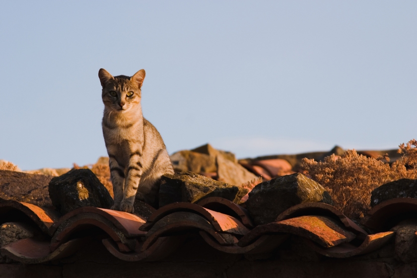 Si el gato que encabeza la entrada lo podemos encontrar en la calle de las Armas de Zaragoza, este se encontraba por los tejados de Añón de Moncayo.